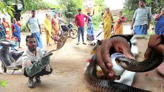 పాములు నిజంగానే పాలు తాగుతాయా.#Indian #spracticald venomous snake Rescue contact 7396969617