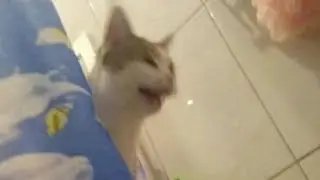 Memes are memes #5