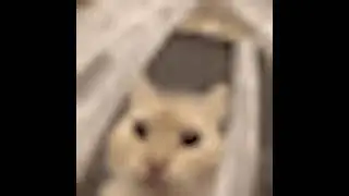 Cat Scream