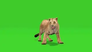 female Lions animation on green screen || Female Lions attack || Attack on rinosaurs