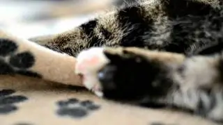 Nikon D3100 Video Samples