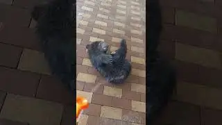 Медвежонок очень любит воду.