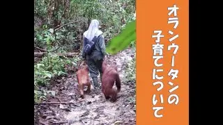 オランウータンの子育てについて。