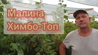 The everbearing Himbo-Top raspberry variety is in full bloom
