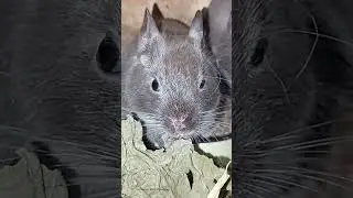 Дегу