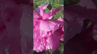 💖ПИон,полное раскрытие#цветыпочтой #продажацветов #цветыдлядома #цветоквгоршке #подароклюбимой