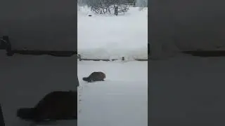 #прикол