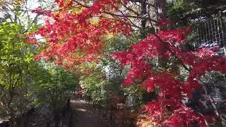Walking through a Paved Pathway with Fallen Leaves🍂🍁🍁🍂😍😍😍#shorts #video #france #Evavlog #travel