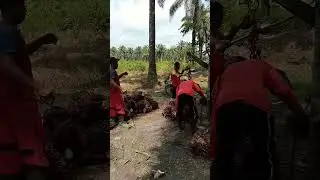 AJIAN GUNDUL IJO#shorts