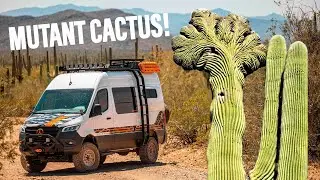Searching for a MUTANT CACTUS! | Storyteller Overland