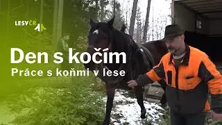 Den s kočím v lese na Orlickoústecku