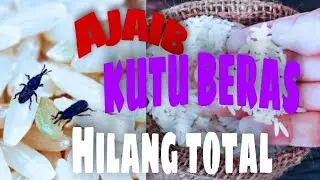 Ajaib KUTU BERAS hilang TOTAL simak penjelasannya