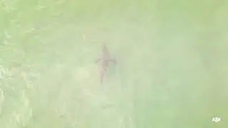 must see this massive great white shark right on shore and up close