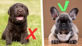 ТОП-7 ПОРОД СОБАК ДЛЯ КВАРТИРЫ)Какие породы лучше заводить в квартире