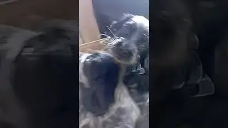 русский спаниель охотничьи