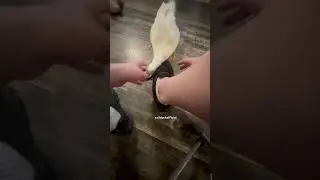 Chip not letting tie my shoe. #funnyanimals #cuteanimals #duck