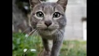 The cutest cat EVER!!!!!