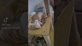 Работать, Кошмарик, работать!