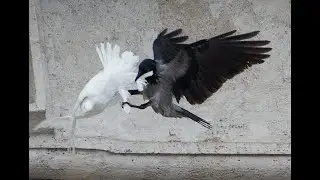 Mother Pigeon vs Cruel Crow Dawn of Justice