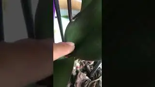 Мои домашние орхидеи !