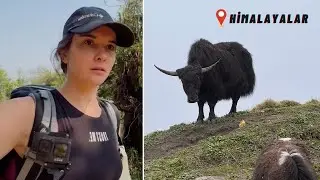 HİMALAYALAR'da ÇIPLAK AYAK Trekking Yapıyorum! / İNEKLER! 2. Bölüm ~ 107