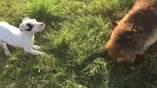 Dogo argentino vs Kosovo Dog Sharrit