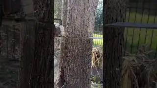 The perfect face cut 🪵🪚 #short #shorts #shortvideo #shortsvideo #fyp #tree