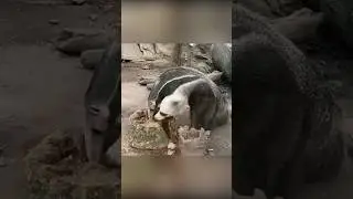 Зачем этому животному две головы