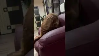 The Golden retriever very cautiously lifting his toy #dog #goldenretiever #doglover #retriever