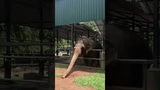 Elephants