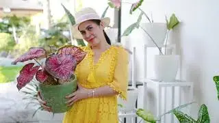 MRS.JINKEE PACQUIAO|Certified Plant Lovers