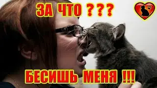 За Что Кошка Может Невзлюбить Человека?