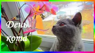 1 марта день кота России Смешные животные🐱🐈