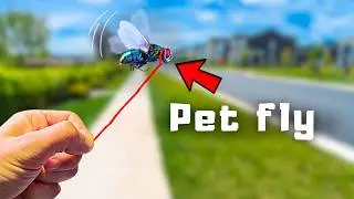 How Much Weight Can a Fly Lift? - Experiment