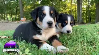 Mountain Dog Companion