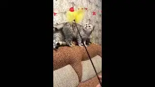 Шотландский кот тестирует Игрушку!