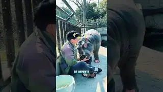 Is the hippopotamus sick? 