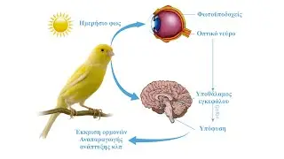 Preparing the canaries for breeding