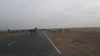 Перегон скота Вспоминаем осень