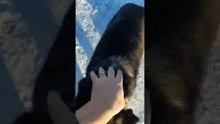 Жизнь деревенского ПёСиКа