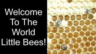 Honey Bee Hatching