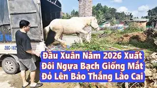 New Year 2026: Cremello Seedlings to be sold in Bao Thang, Lao Cai | BACH MA TV