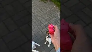 Динозаврики /ч.1