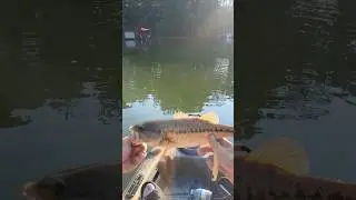 Targeting Wood with Topwater on Lake Lanier