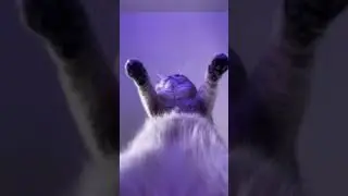 #cat #fup #пэтвтиток