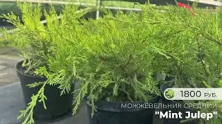 Сорта можжевельников в продаже
