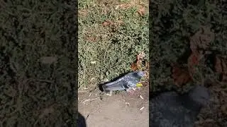 Счастливый голубь