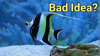 Considering A Moorish Idol | The Prestige Reef Dork Show Ep 56