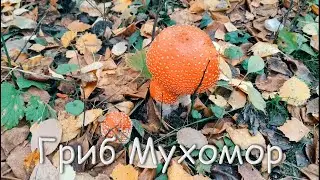 Гриб Мухомор красный в лесу видео