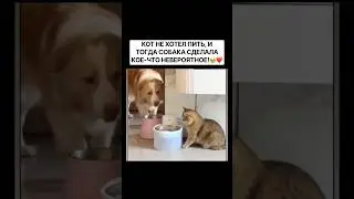 САМЫЙ ДОБРЫЙ ПОСТУПОК СОБАКИ, КОТОРЫЙ ВЫ КОГДА-ЛИБО ВИДЕЛИ! #МИЛОТА #ДОБРОТА #ДРУЖБАЖИВОТНЫХ#рек